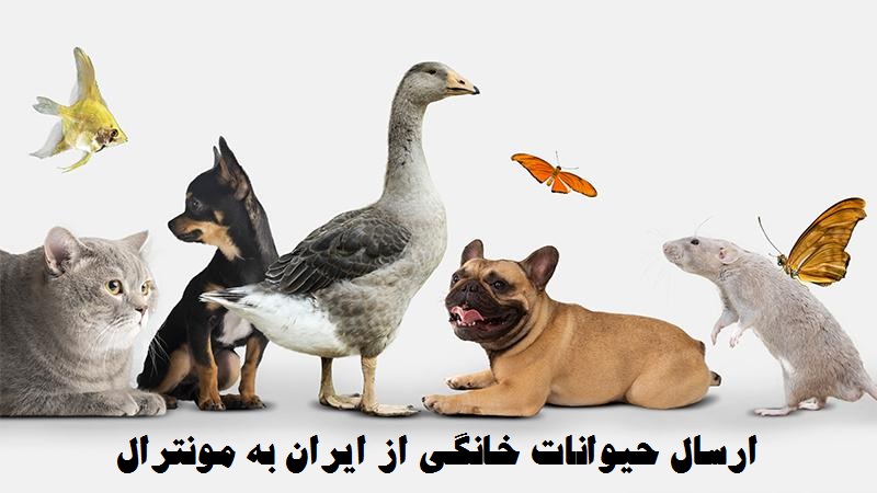 ارسال حیوانات خانگی به مونترال
